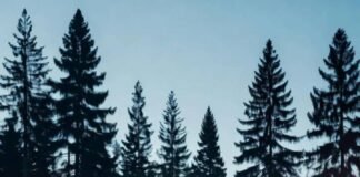 🌴 Top-Rated Luxury Resorts You’ve Never Heard Of A cinematic shot of a firepit surrounded by modern wooden lodges, with stars twinkling overhead.